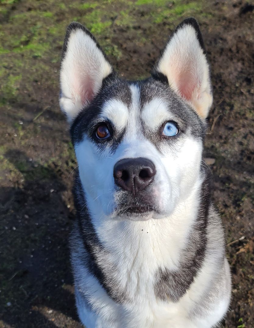 Winnie, an adoptable Husky in Longview, WA, 98632 | Photo Image 3