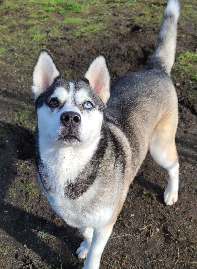 Winnie, an adoptable Husky in Longview, WA, 98632 | Photo Image 4