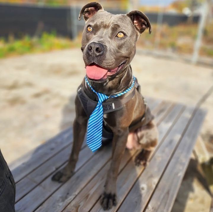 Plankton, an adoptable Pit Bull Terrier in Detroit, MI, 48202 | Photo Image 1