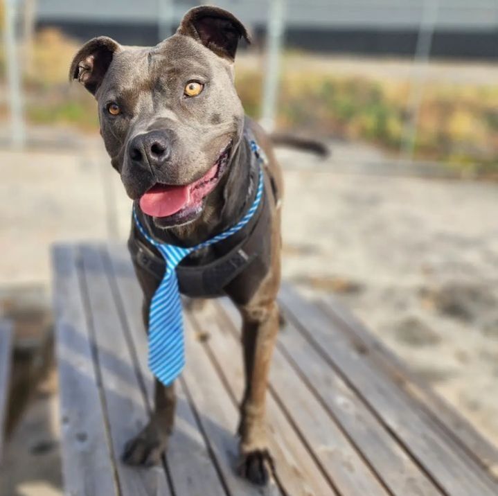 Plankton, an adoptable Pit Bull Terrier in Detroit, MI, 48202 | Photo Image 2