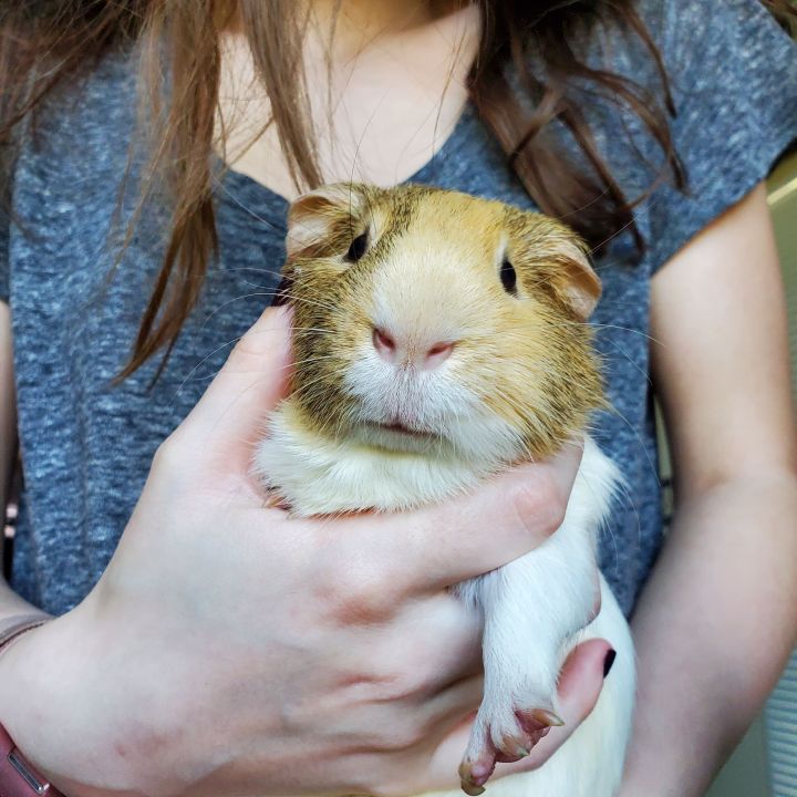 Tater Tot, an adoptable Guinea Pig in Sachse, TX_image-2