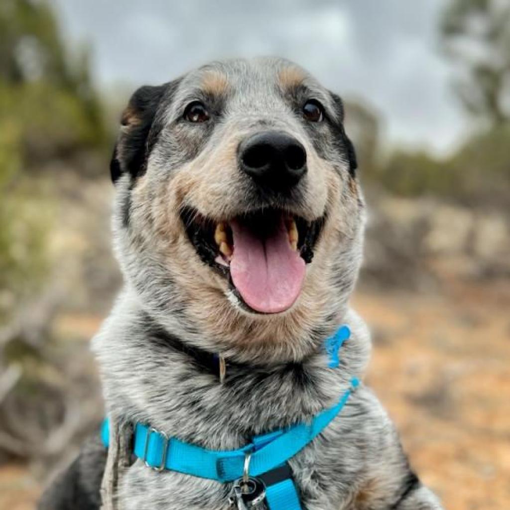 Zorro, an adoptable Cattle Dog in Kanab, UT, 84741 | Photo Image 1