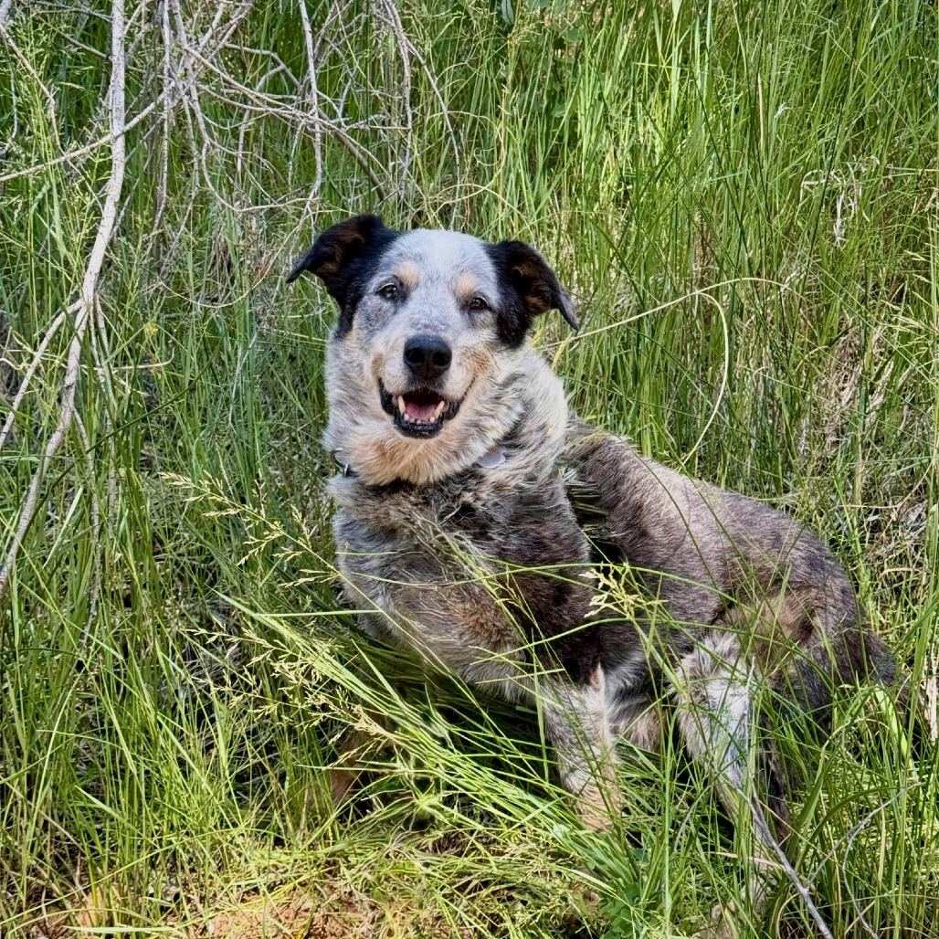 Zorro, an adoptable Cattle Dog in Kanab, UT, 84741 | Photo Image 1