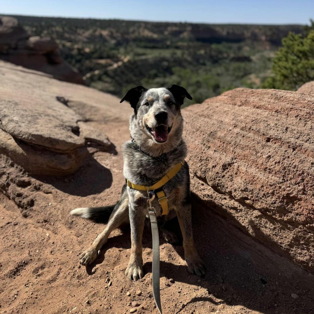 Zorro, an adoptable Cattle Dog in Kanab, UT, 84741 | Photo Image 2