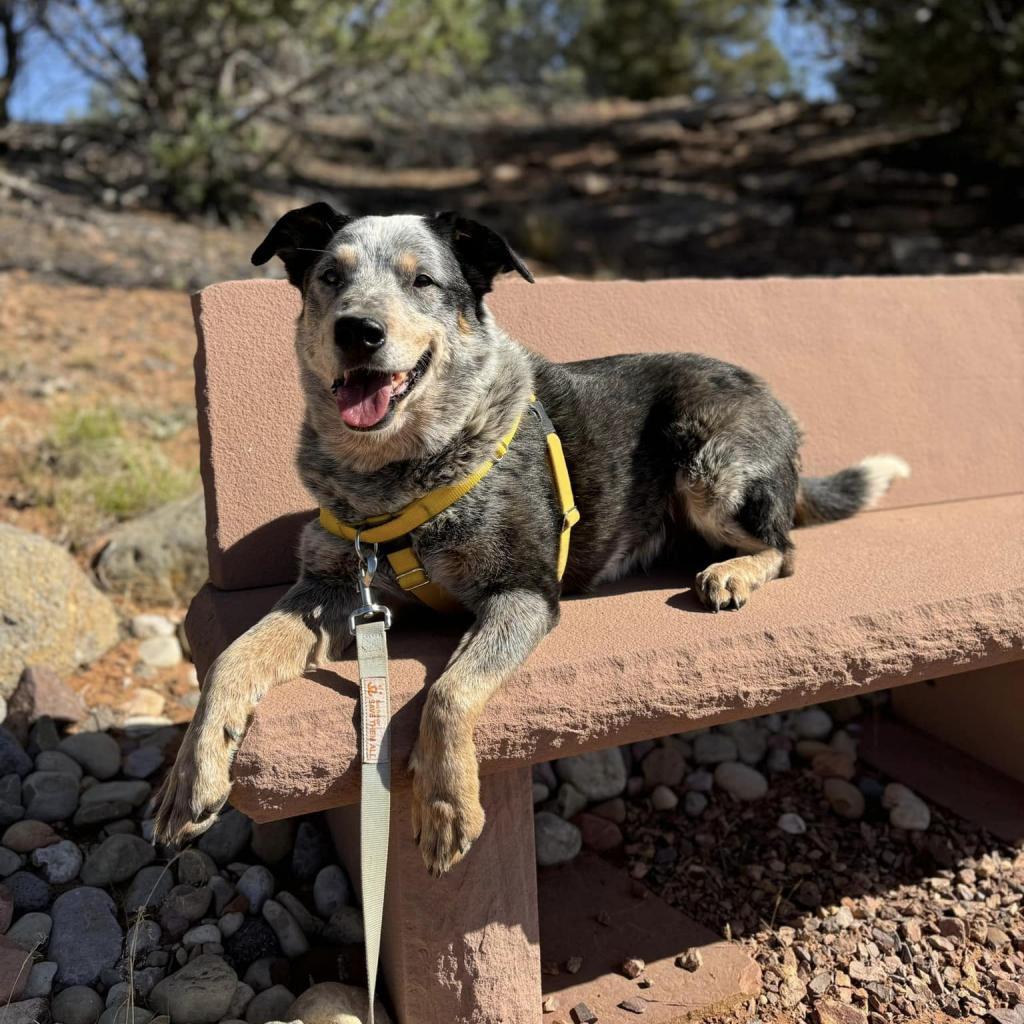 Zorro, an adoptable Cattle Dog in Kanab, UT, 84741 | Photo Image 3