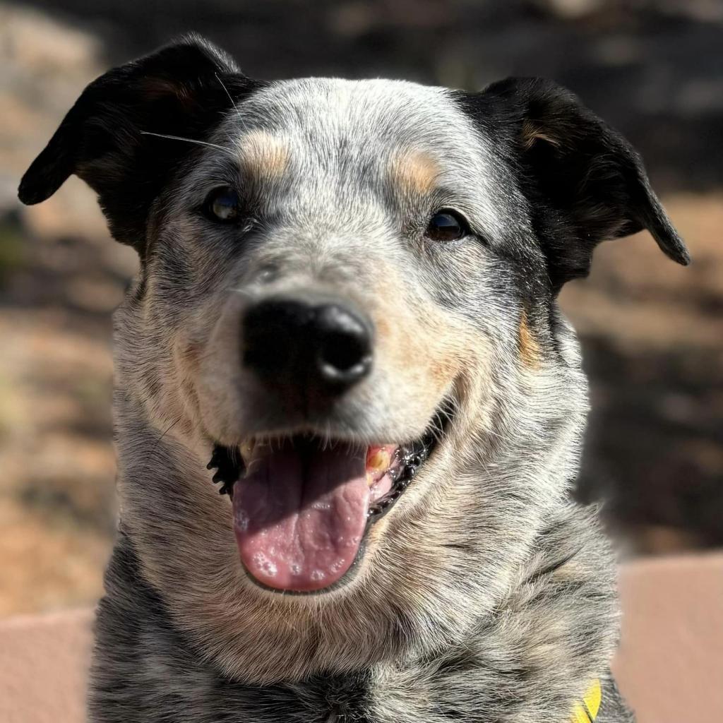 Zorro, an adoptable Cattle Dog in Kanab, UT, 84741 | Photo Image 4