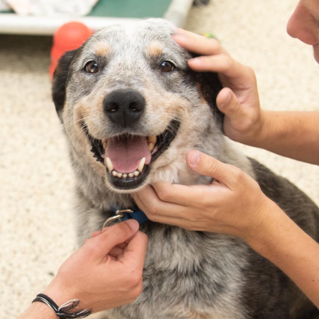 Zorro, an adoptable Cattle Dog in Kanab, UT, 84741 | Photo Image 5