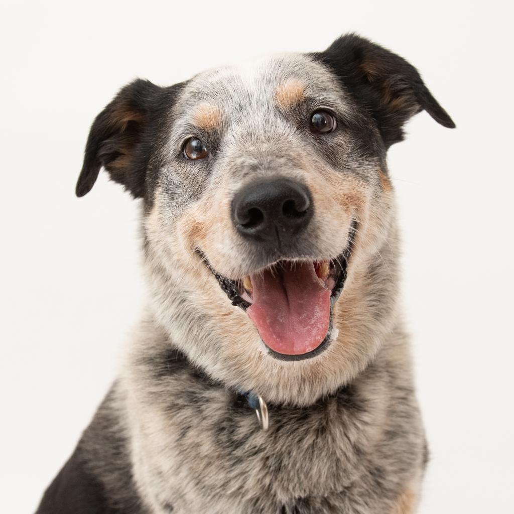 Zorro, an adoptable Cattle Dog in Kanab, UT, 84741 | Photo Image 6