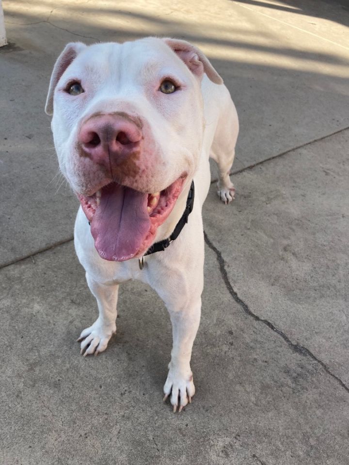 Chance , an adoptable American Bulldog & Pit Bull Terrier Mix in Long Beach , CA_image-5