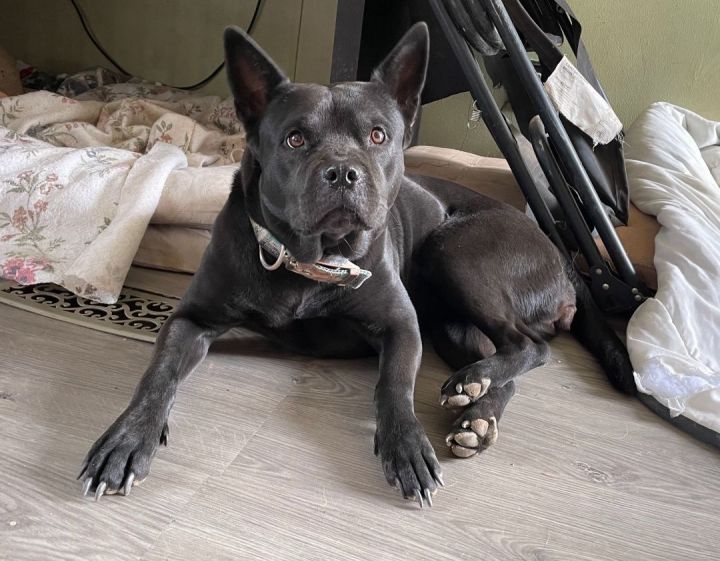 Frenchie best sale pitbull mix