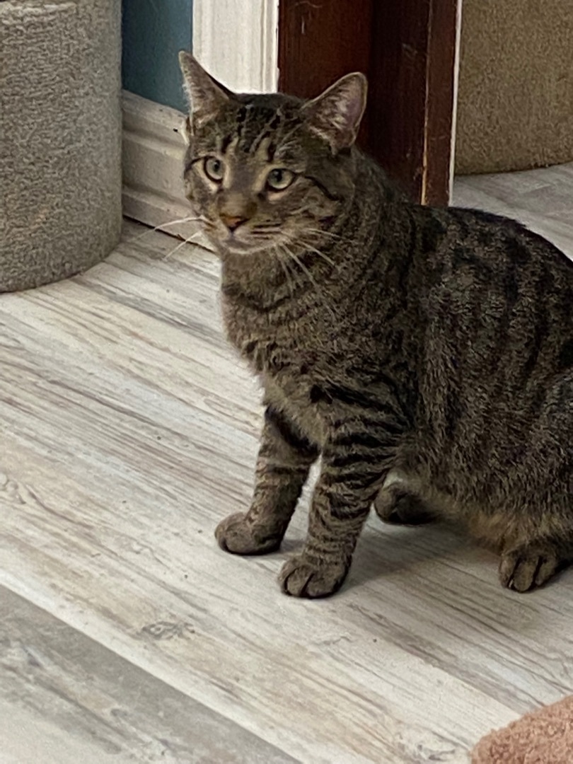 Grandpa , an adoptable Tiger in Freeport, NY, 11520 | Photo Image 1