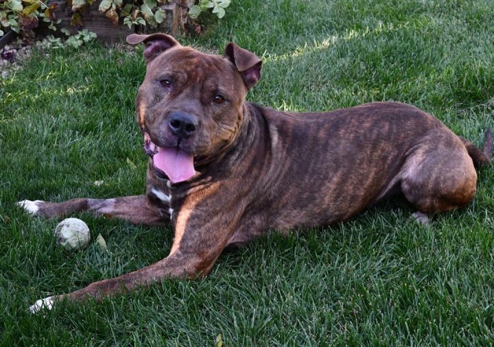 Dog for adoption - Leo, a Pit Bull Terrier in Libertyville, IL | Petfinder