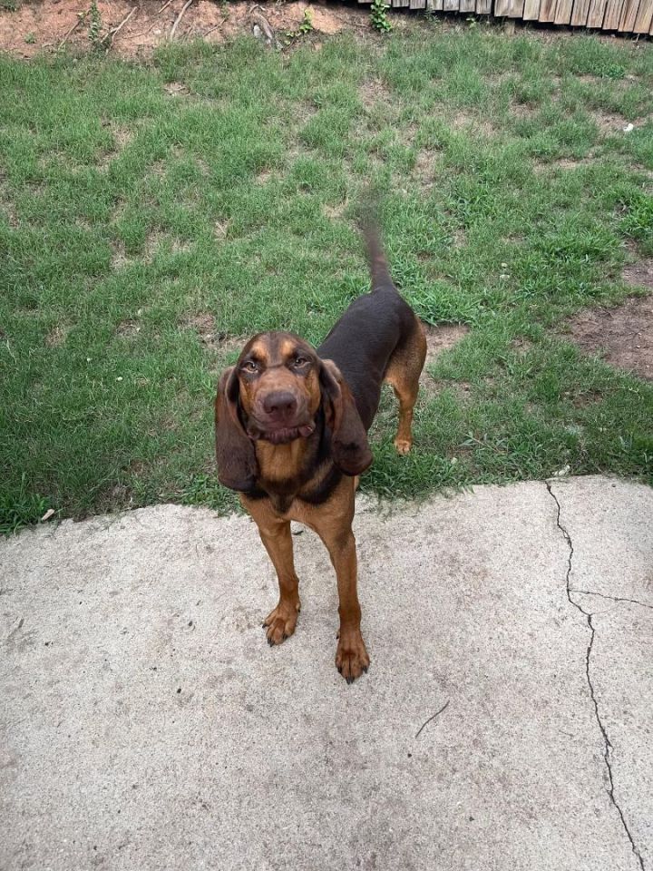 Copper, an adoptable Coonhound in Charlotte, NC_image-1