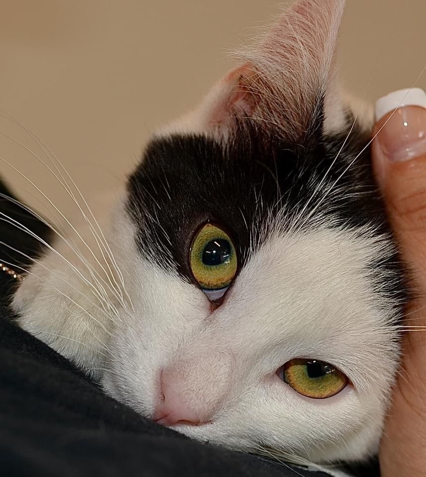 Gunther (Bonded with Joey)