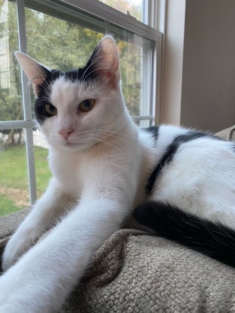 Gunther (Bonded with Joey)