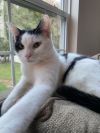 Gunther (Bonded with Joey) photo 4