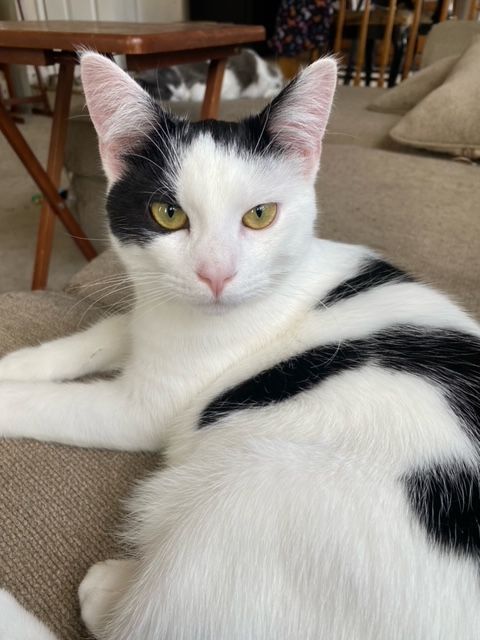 Gunther (Bonded with Joey)