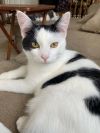 Gunther (Bonded with Joey) photo 5