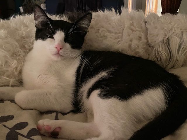 Joey (Bonded with Gunther)