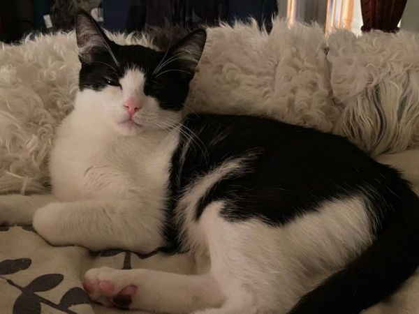 Joey (bonded With Gunther) thumbnail 2
