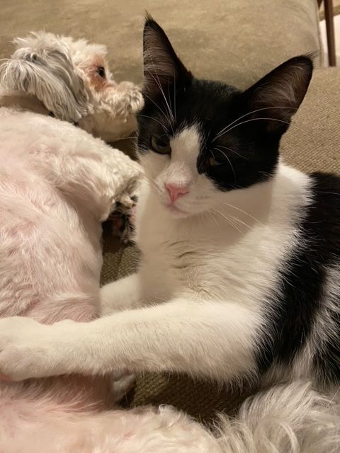 Joey (Bonded with Gunther)