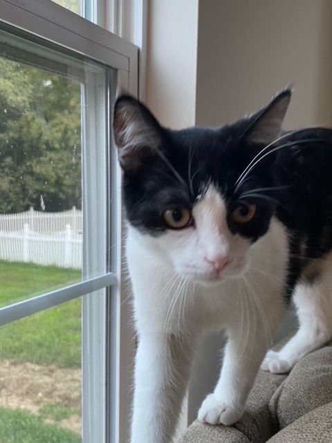 Joey (Bonded with Gunther)
