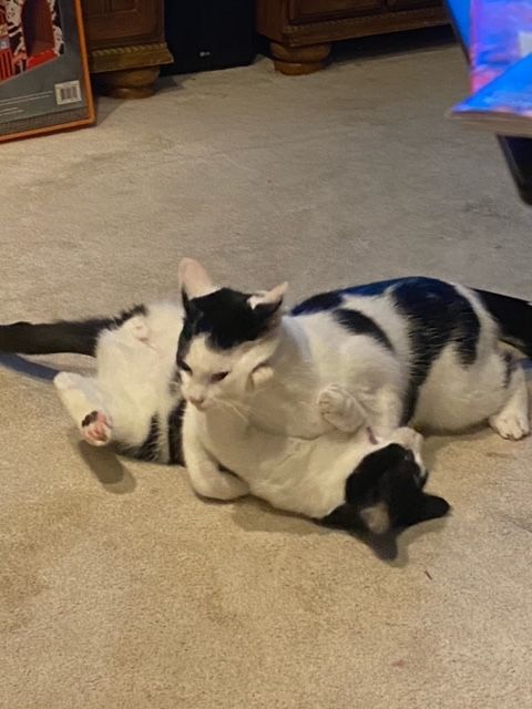 Joey (Bonded with Gunther)