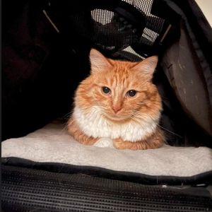 Hi my name is Sunkist Im a shy kitty and not really used to humans yet but I
