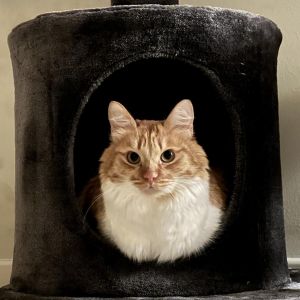 Mackenzie Domestic Long Hair Cat