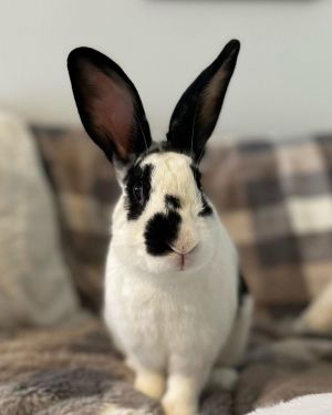 Brodie, Adult Male unknown