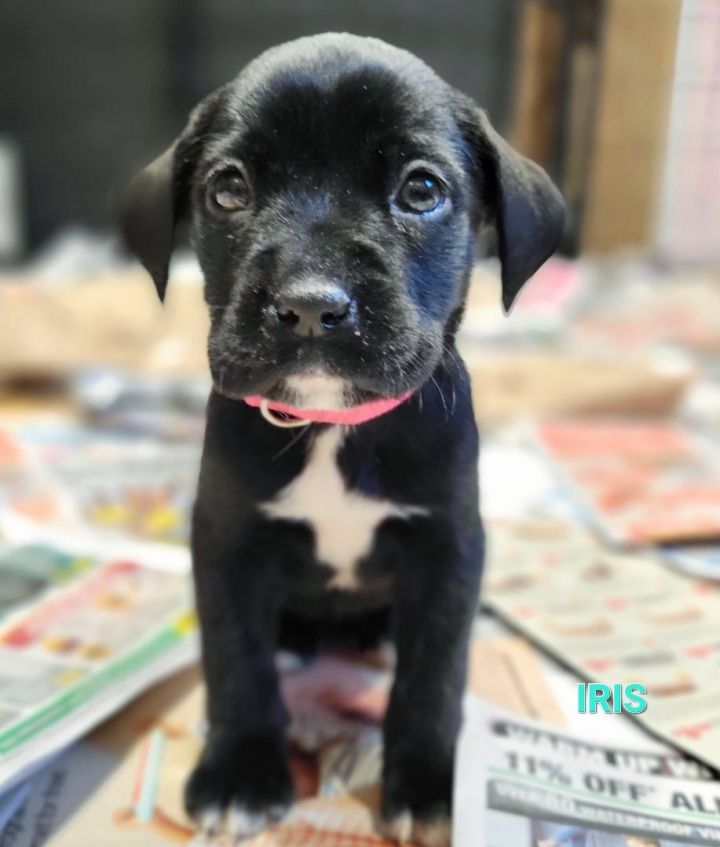 boxer pitbull lab mix puppies