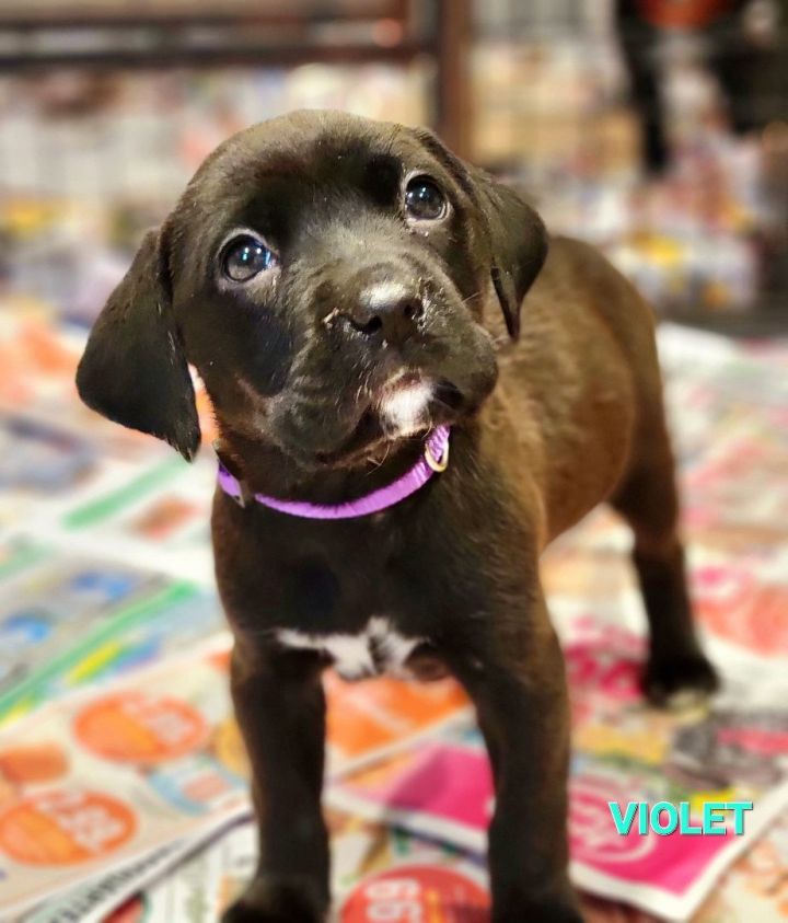 8 week old lab puppy neck size