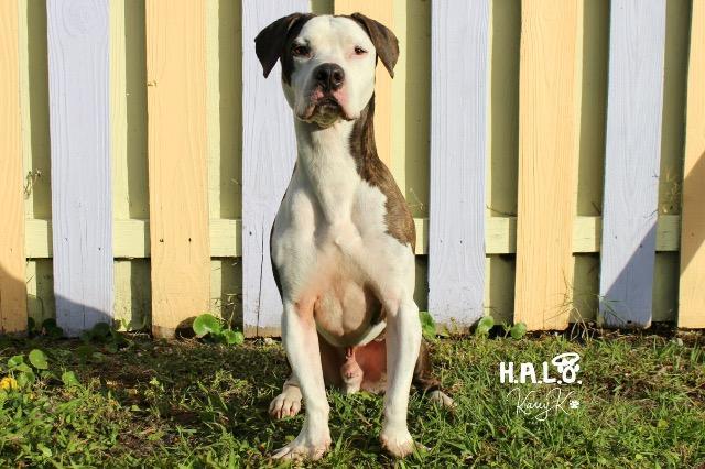 Nemo, an adoptable Pit Bull Terrier, Basset Hound in Sebastian, FL, 32958 | Photo Image 4