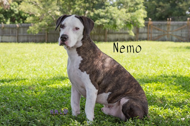 Nemo, an adoptable Pit Bull Terrier, Basset Hound in Sebastian, FL, 32958 | Photo Image 5