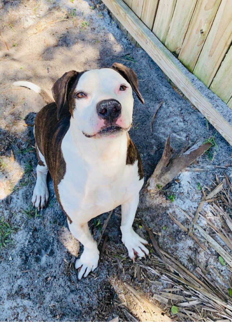 Nemo, an adoptable Pit Bull Terrier, Basset Hound in Sebastian, FL, 32958 | Photo Image 6