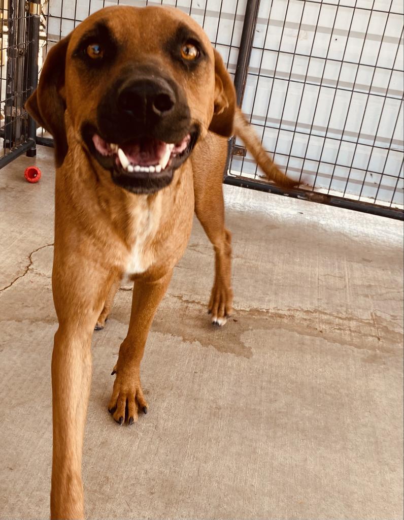 Boone, an adoptable Hound, Australian Cattle Dog / Blue Heeler in Big Spring, TX, 79720 | Photo Image 1