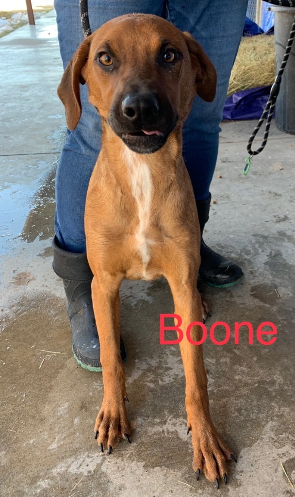 Boone, an adoptable Hound, Australian Cattle Dog / Blue Heeler in Big Spring, TX, 79720 | Photo Image 2