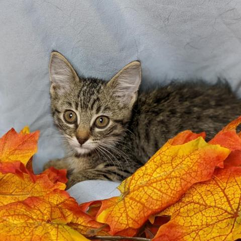 Selenite, an adoptable Domestic Short Hair in Greenwood, MO, 64034 | Photo Image 2