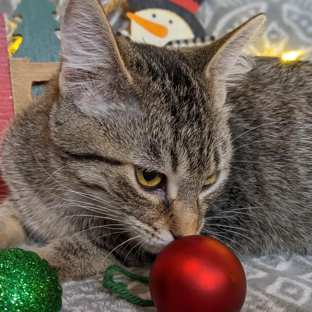 Selenite, an adoptable Domestic Short Hair in Greenwood, MO, 64034 | Photo Image 2