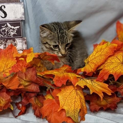 Selenite, an adoptable Domestic Short Hair in Greenwood, MO, 64034 | Photo Image 3