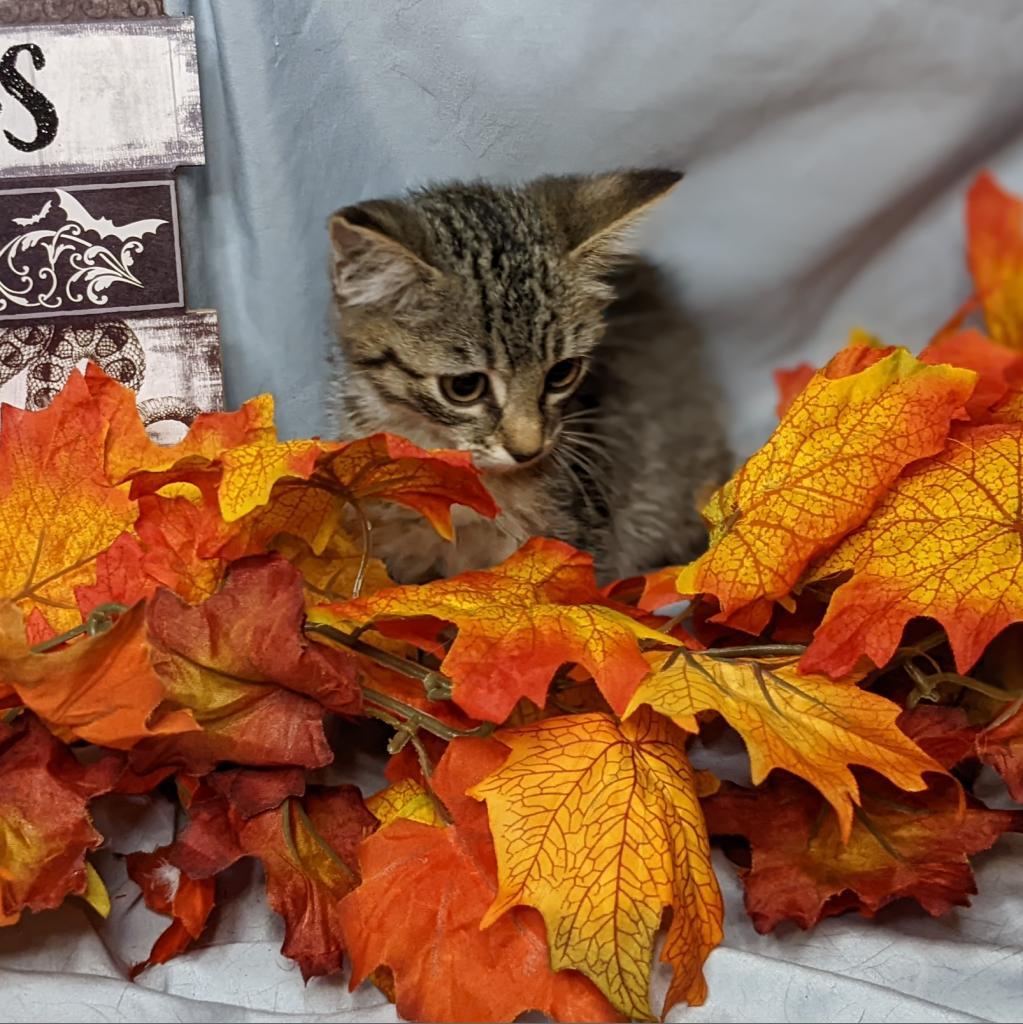 Selenite, an adoptable Domestic Short Hair in Greenwood, MO, 64034 | Photo Image 6