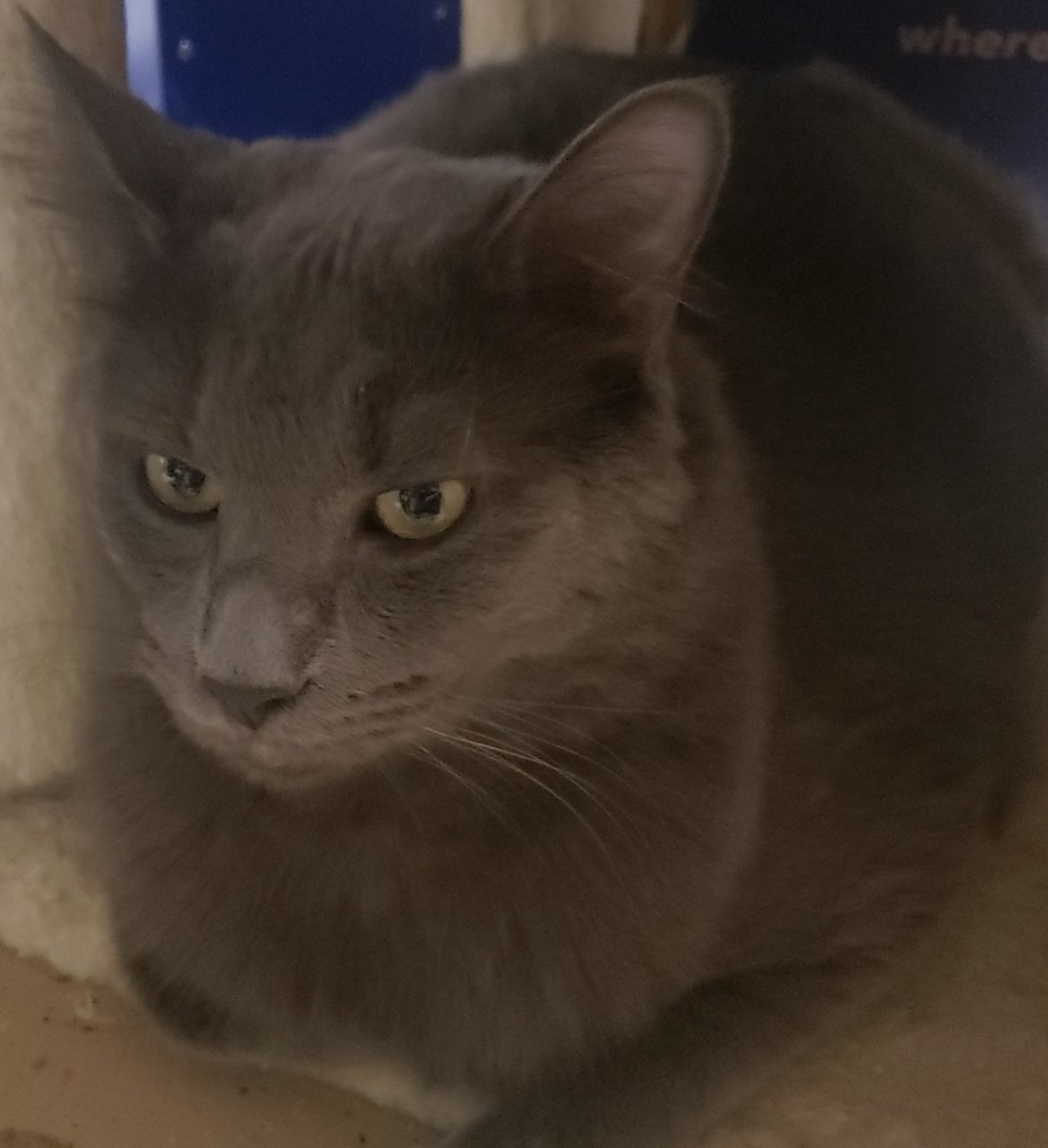 Rory, an adoptable Russian Blue, Nebelung in Fort Myers, FL, 33906 | Photo Image 2