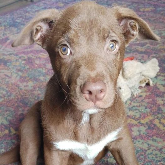 Max, an adoptable Chocolate Labrador Retriever Mix in Unionville, CT_image-1