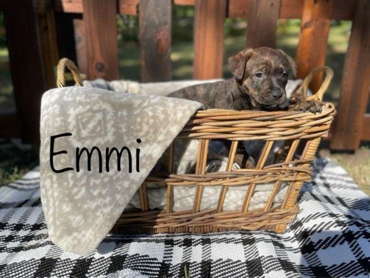 Emmi, an adoptable Labrador Retriever & Hound Mix in Unionville, CT_image-1