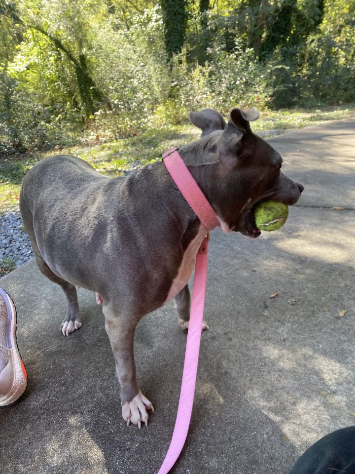 Faith, an adoptable Terrier Mix in Milledgeville, GA_image-5