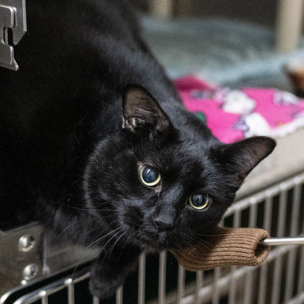 Ace, an adoptable Domestic Short Hair in Long Beach, WA, 98640 | Photo Image 1