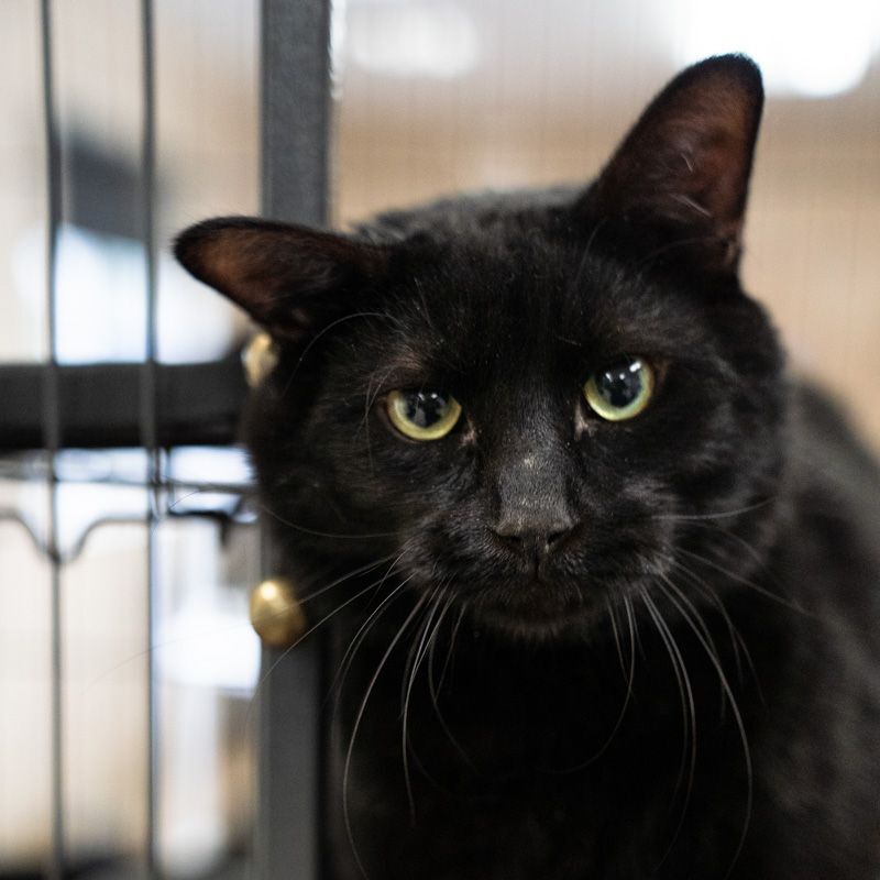 Ace, an adoptable Domestic Short Hair in Long Beach, WA, 98640 | Photo Image 5