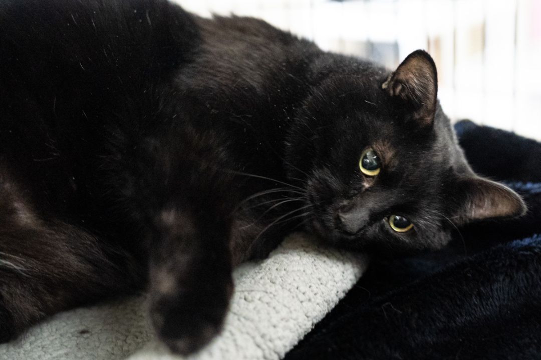 Ace, an adoptable Domestic Short Hair in Long Beach, WA, 98640 | Photo Image 6