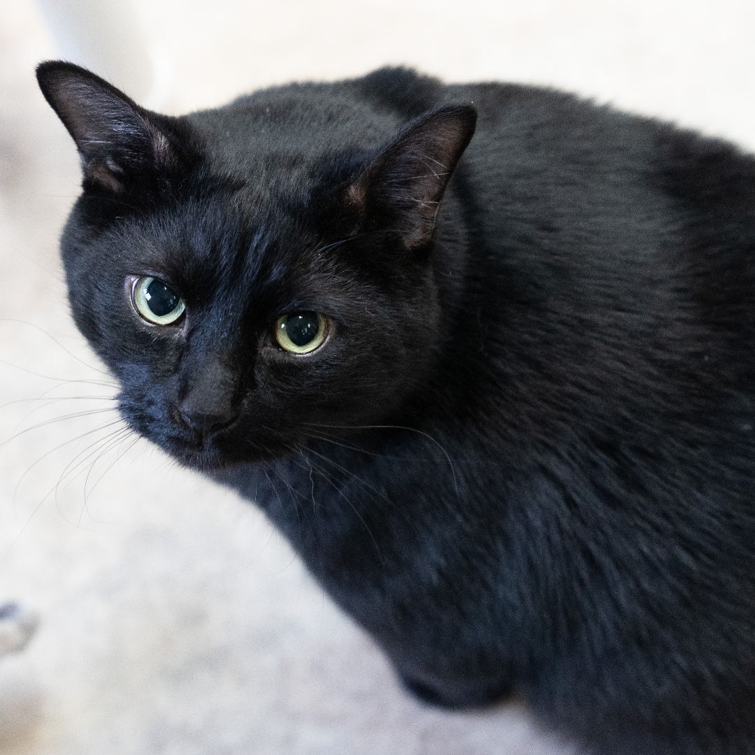 Ace, an adoptable Domestic Short Hair in Long Beach, WA, 98640 | Photo Image 7