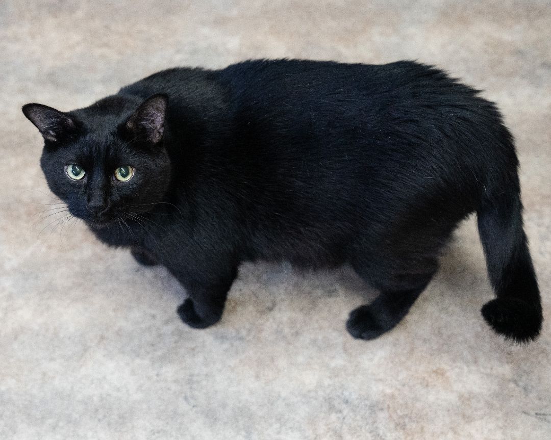 Ace, an adoptable Domestic Short Hair in Long Beach, WA, 98640 | Photo Image 8